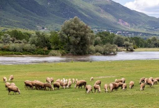 Νέο πριμ eco-schemes 10 ευρώ το στρέμμα επιδοτεί δασοσκεπή βoσκοτόπια
