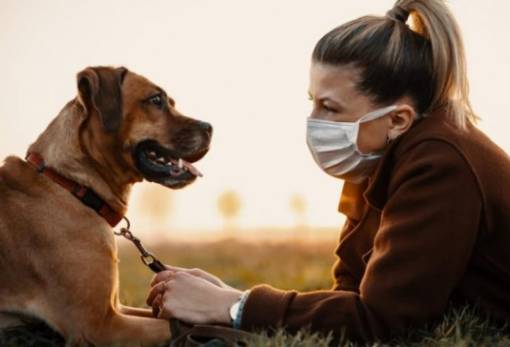 Εφαρμογή εντοπίζει χαμένα κατοικίδια μέσω τεχνητής νοημοσύνης