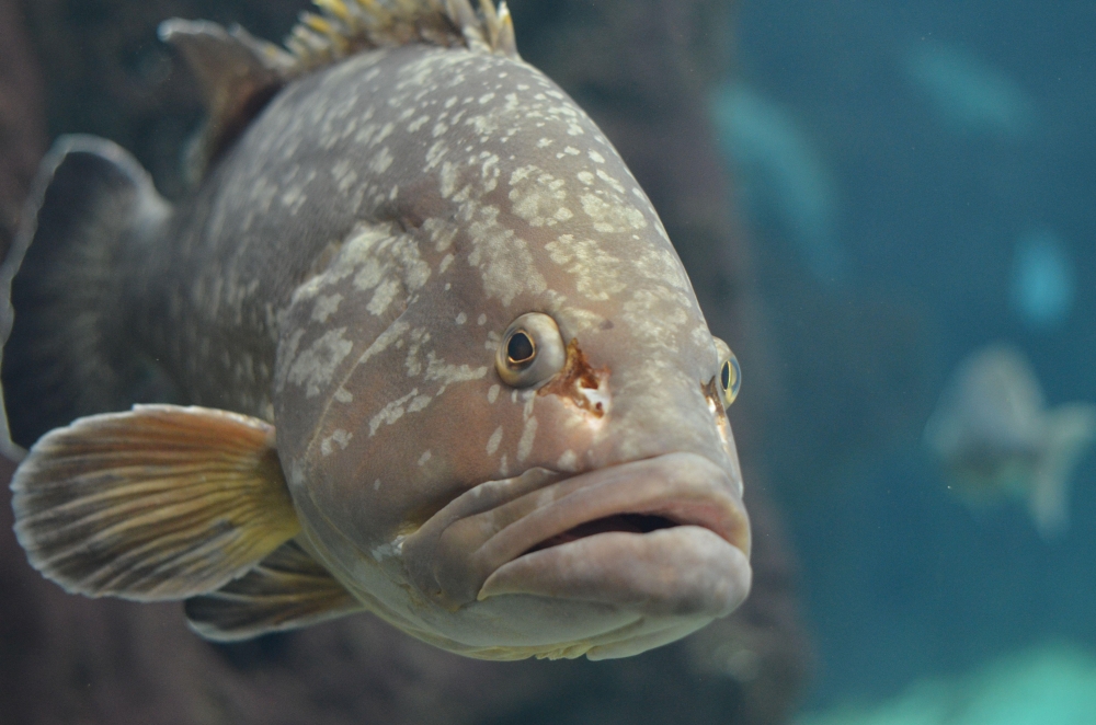 &Gamma;&iota;&alpha;&tau;ί &rho;&omicron;&phi;&omicron;ί, &sigma;&phi;&upsilon;&rho;ί&delta;&epsilon;&sigmaf; &kappa;&alpha;&iota; &sigma;&tau;ή&rho;&epsilon;&sigmaf; &pi;&epsilon;&theta;&alpha;ί&nu;&omicron;&upsilon;&nu; &kappa;&alpha;&iota; &xi;&epsilon;&beta;&rho;ά&zeta;&omicron;&nu;&tau;&alpha;&iota; &mu;&alpha;&zeta;&iota;&kappa;ά