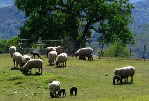 Ετήσιο ανταποδοτικό τέλος κτηνοτρόφων  για το πρόγραμμα νεκρών ζώων