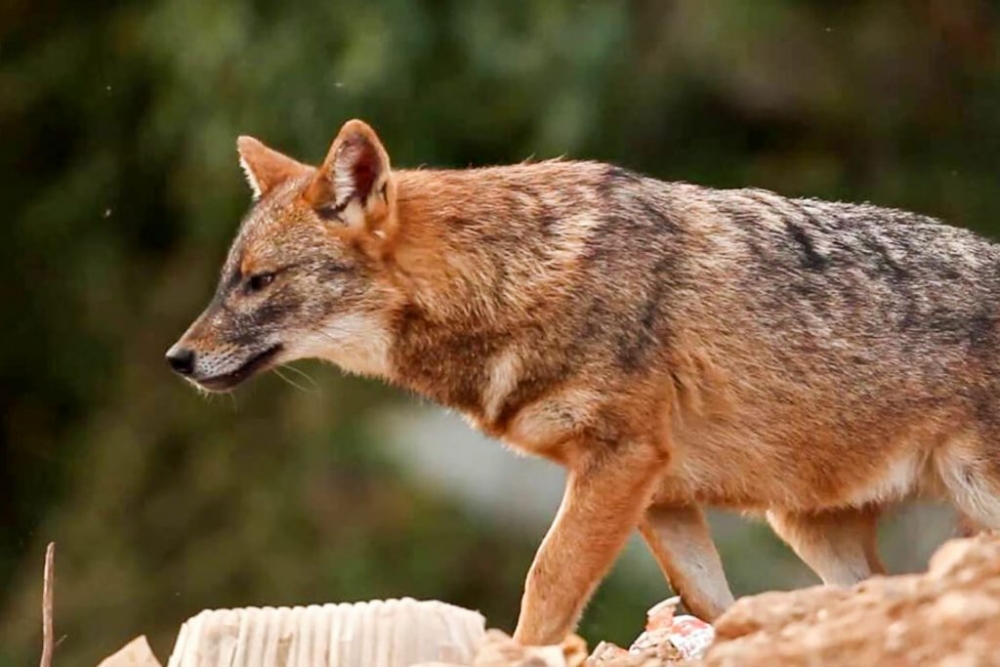 Ψάχνουν για ανάχωμα απέναντι στα τσακάλια