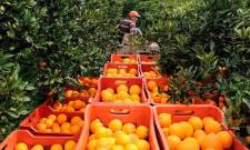 Συμμαχία για «καρποφόρα» αγροδιατροφή στην Πελοπόννησο