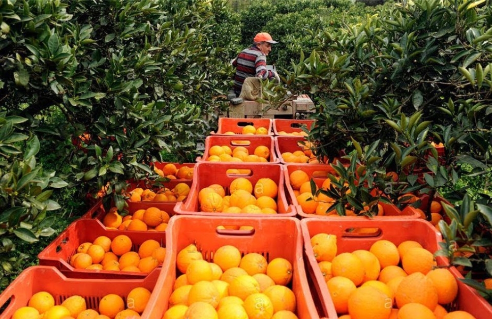 Συμμαχία για «καρποφόρα» αγροδιατροφή στην Πελοπόννησο