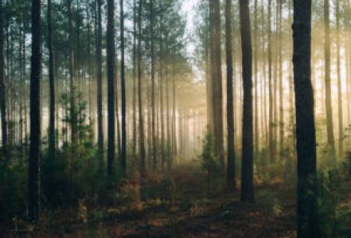 Άλσος με το μεγαλύτερο δέντρο στον κόσμο παράγει μοναδικούς ήχο