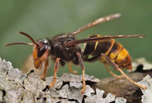 Οι ασιατικές σφήκες εξολοθρεύουν εκατοντάδες είδη εντόμων στην Ευρώπη