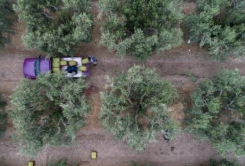 Παραγωγικός εκσυγχρονισμός με νέα Σχέδια στην Πελοπόννησο