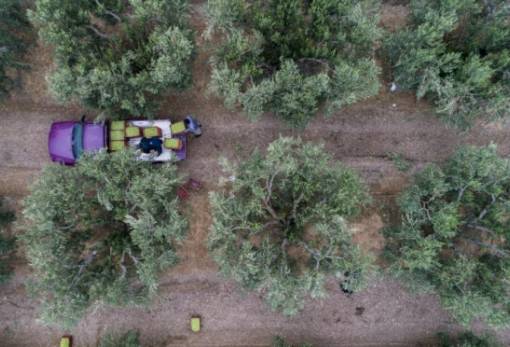 Παραγωγικός εκσυγχρονισμός με νέα Σχέδια στην Πελοπόννησο