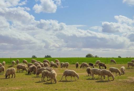 Κτηνοτροφία: Ξεκινά η απογραφή ζωϊκού κεφαλαίου