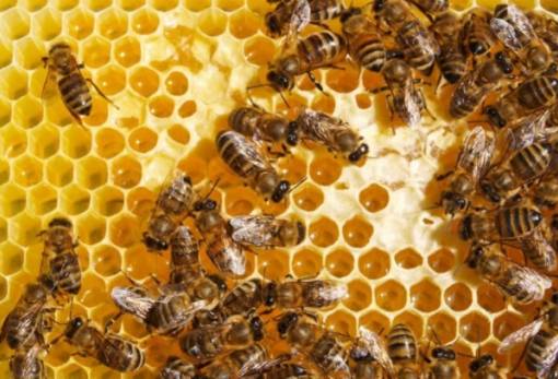 Προβολή οικολογικού ντοκιμαντέρ στο Μουσείο Ελιάς και Λαδιού