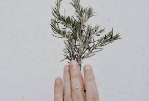 Πού να τοποθετήσεις ένα φυτό δεντρολίβανου για να ενεργοποιήσεις τον πλούτο στο σπίτι σου