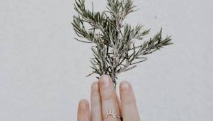 Πού να τοποθετήσεις ένα φυτό δεντρολίβανου για να ενεργοποιήσεις τον πλούτο στο σπίτι σου