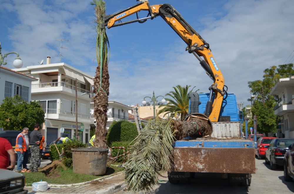 Νέα φοινικόδεντρα φέρνουν στη Σπάρτη μια …αύρα «Σικελίας»