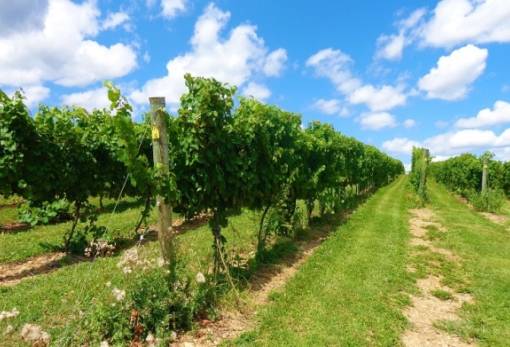 Αμπέλι: Ξεκινά η υποβολή δηλώσεων για το νέο πρόγραμμα αναδιάρθρωσης