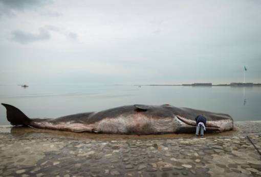 Αζερμπαϊτζάν: Το ενδιαφέρον χιλιάδων πολιτών έχει προκαλέσει «νεκρή φάλαινα»