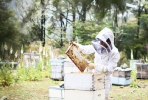 Δωρεάν ταχύρρυθμα σεμινάρια κατάρτισης για μελισσοκόμους από τον ΕΛΓΟ – ΔΗΜΗΤΡΑ