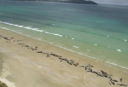 Γιατί τόσα θαλάσσια πλάσματα ξεβράζονται νεκρά σε όλο τον κόσμο;