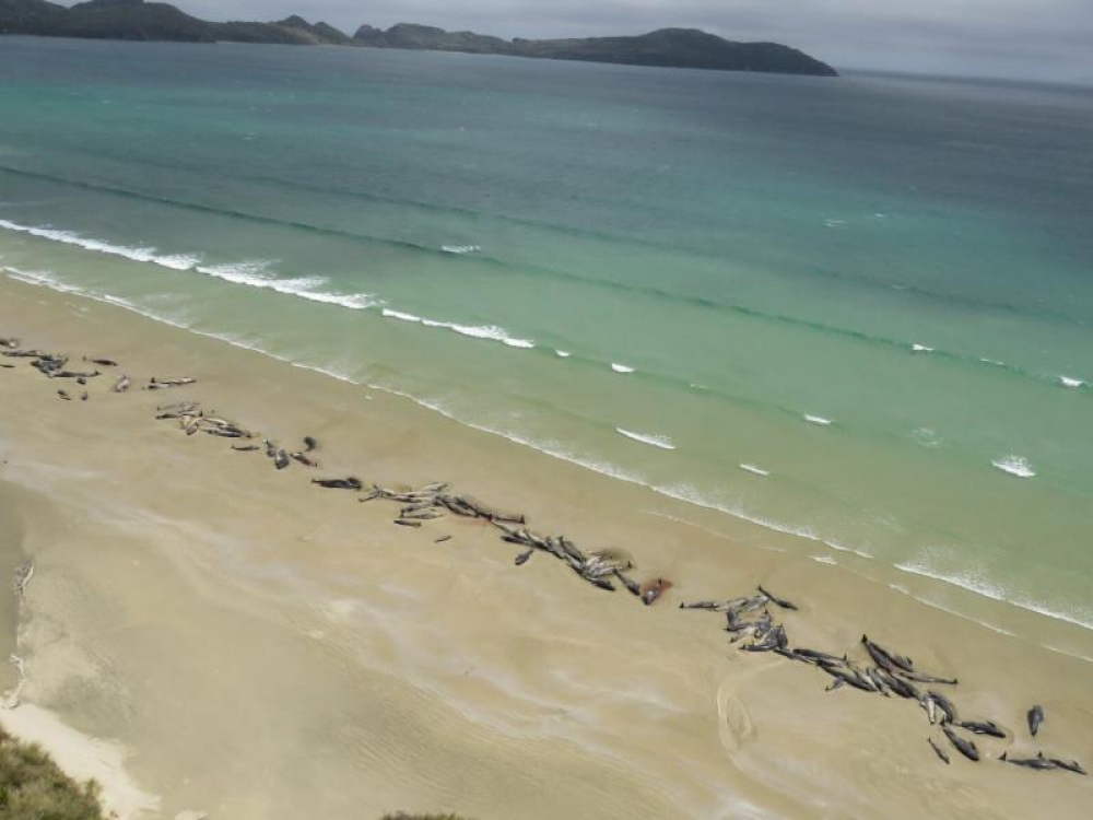 &Gamma;&iota;&alpha;&tau;ί &tau;ό&sigma;&alpha; &theta;&alpha;&lambda;ά&sigma;&sigma;&iota;&alpha; &pi;&lambda;ά&sigma;&mu;&alpha;&tau;&alpha; &xi;&epsilon;&beta;&rho;ά&zeta;&omicron;&nu;&tau;&alpha;&iota; &nu;&epsilon;&kappa;&rho;ά &sigma;&epsilon; ό&lambda;&omicron; &tau;&omicron;&nu; &kappa;ό&sigma;&mu;&omicron;;