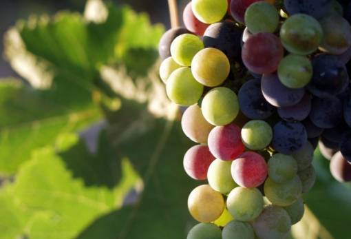 Ο φτωχός κρασοπώλης