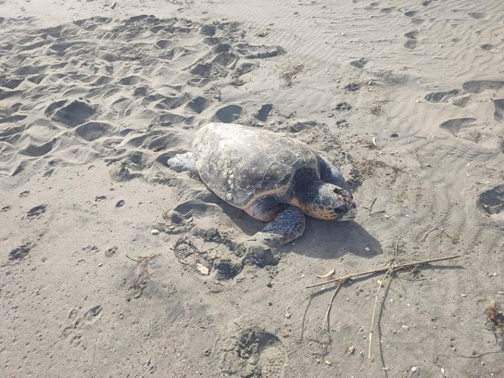 Τραυματισμένη γιγάντια χελώνα στο Έλος (ΦΩΤΟ)