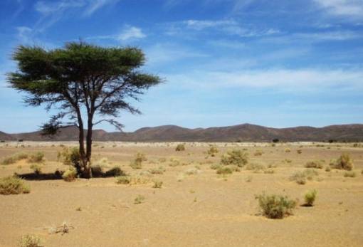 Καταμετρώντας όλα τα δέντρα του κόσμου