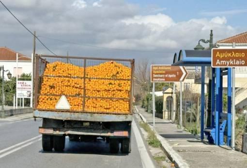 Δύσκολη χρονιά για το πορτοκάλι στη Λακωνία