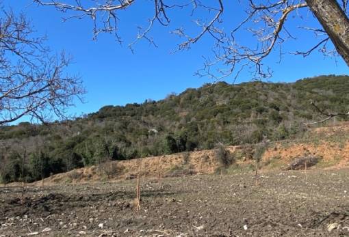 «Ανθίζει» από την αρχή ο καρυδεώνας της Βαμβακούς