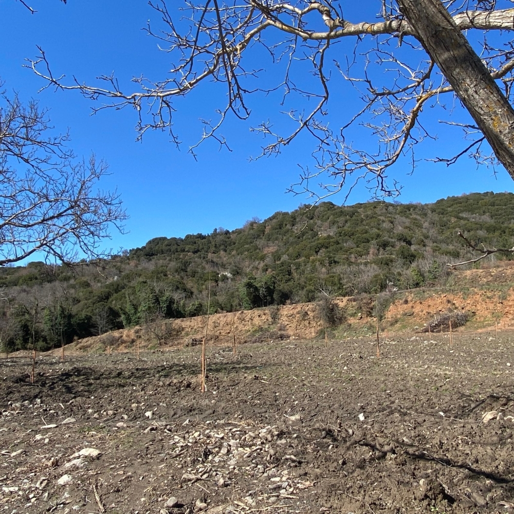 &laquo;&Alpha;&nu;&theta;ί&zeta;&epsilon;&iota;&raquo; &alpha;&pi;ό &tau;&eta;&nu; &alpha;&rho;&chi;ή &omicron; &kappa;&alpha;&rho;&upsilon;&delta;&epsilon;ώ&nu;&alpha;&sigmaf; &tau;&eta;&sigmaf; &Beta;&alpha;&mu;&beta;&alpha;&kappa;&omicron;ύ&sigmaf;