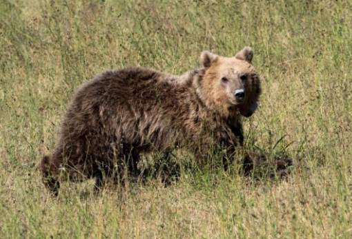 Φόβος και τρόμος οι αρκούδες στην Ιαπωνία