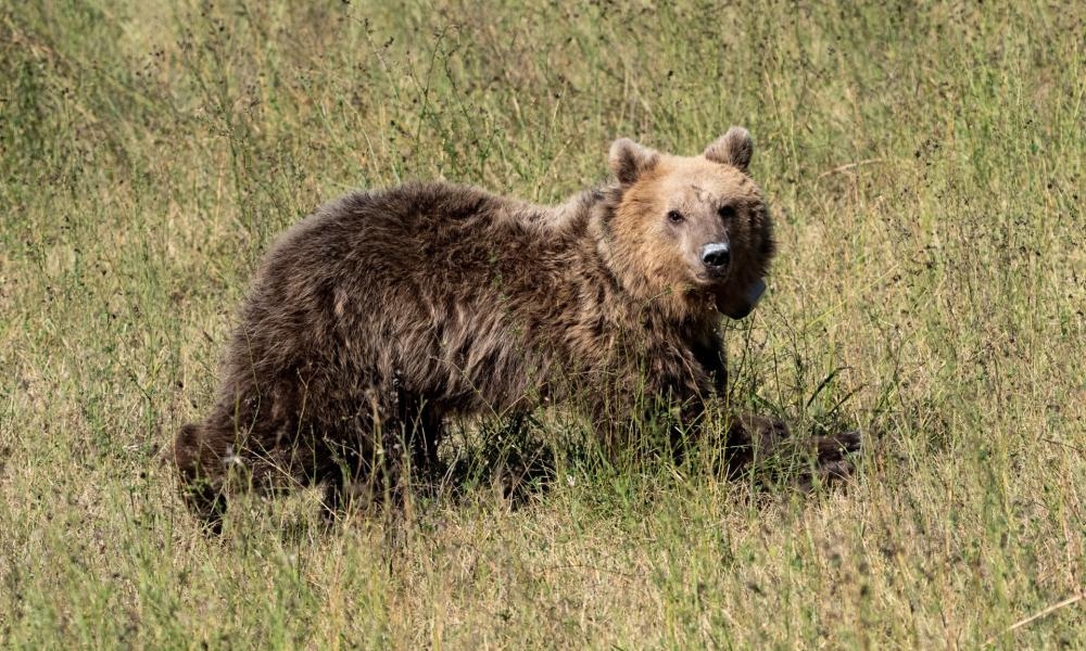 &Phi;ό&beta;&omicron;&sigmaf; &kappa;&alpha;&iota; &tau;&rho;ό&mu;&omicron;&sigmaf; &omicron;&iota; &alpha;&rho;&kappa;&omicron;ύ&delta;&epsilon;&sigmaf; &sigma;&tau;&eta;&nu; &Iota;&alpha;&pi;&omega;&nu;ί&alpha;