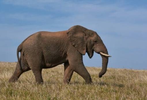 Ο λόγος που πέθαναν ξαφνικά δεκάδες ελέφαντες μέσα σε λίγους μήνες