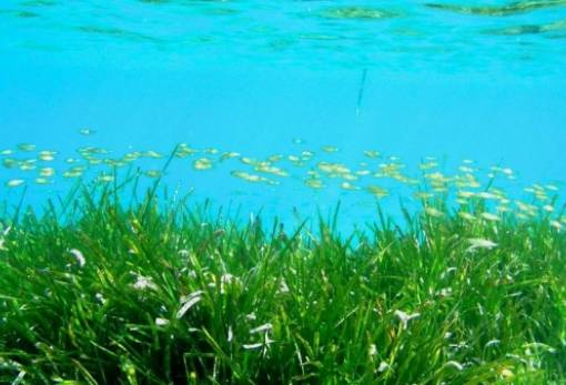 Το μεγαλύτερο υποθαλάσσιο φυτό-κλώνος  με έκταση όσο 20.000 ποδοσφαιρικά γήπεδα