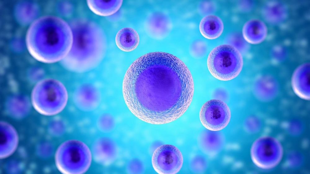 &Eta; &tau;&epsilon;&chi;&nu;&eta;&tau;ή &nu;&omicron;&eta;&mu;&omicron;&sigma;ύ&nu;&eta; &pi;&rho;&omicron;&beta;&lambda;έ&pi;&epsilon;&iota; &tau;&eta;&nu; &alpha;&nu;&tau;&alpha;&pi;ό&kappa;&rho;&iota;&sigma;&eta; &tau;&omicron;&upsilon; &omicron;&rho;&gamma;&alpha;&nu;&iota;&sigma;&mu;&omicron;ύ &sigma;&tau;&eta; &theta;&epsilon;&rho;&alpha;&pi;&epsilon;ί&alpha; &kappa;&alpha;&tau;ά &tau;&omicron;&upsilon; &kappa;&alpha;&rho;&kappa;ί&nu;&omicron;&upsilon;