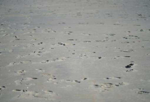 Αρχαιολόγοι εντόπισαν πατημασιές 115.000 ετών... εκεί που δεν το περίμεναν