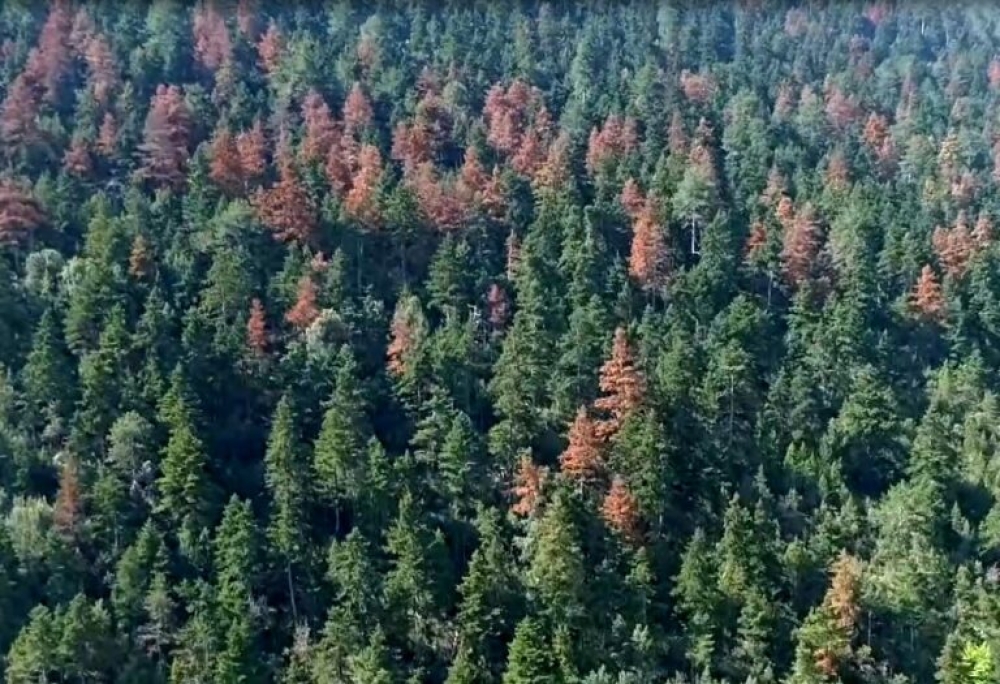 &Gamma;&rho;&eta;&gamma;&omicron;&rho;ά&kappa;&omicron;&upsilon; &gamma;&iota;&alpha; &xi;ή&rho;&alpha;&nu;&sigma;&eta; &epsilon;&lambda;ά&tau;&omega;&nu; &sigma;&epsilon; &Pi;ά&rho;&nu;&omega;&nu;&alpha;-&Tau;&alpha;ΰ&gamma;&epsilon;&tau;&omicron;: &laquo;&Eta; &kappa;&upsilon;&beta;έ&rho;&nu;&eta;&sigma;&eta; &alpha;&phi;ή&nu;&epsilon;&iota; &tau;&alpha; &delta;ά&sigma;&eta; &chi;&omega;&rho;ί&sigmaf; &sigma;&tau;&rho;&alpha;&tau;&eta;&gamma;&iota;&kappa;ή &pi;&rho;&omicron;&sigma;&tau;&alpha;&sigma;ί&alpha;&sigmaf;&raquo;