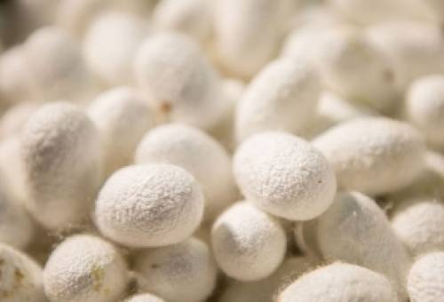 Η Λακωνία στον «δρόμο» του μεταξιού