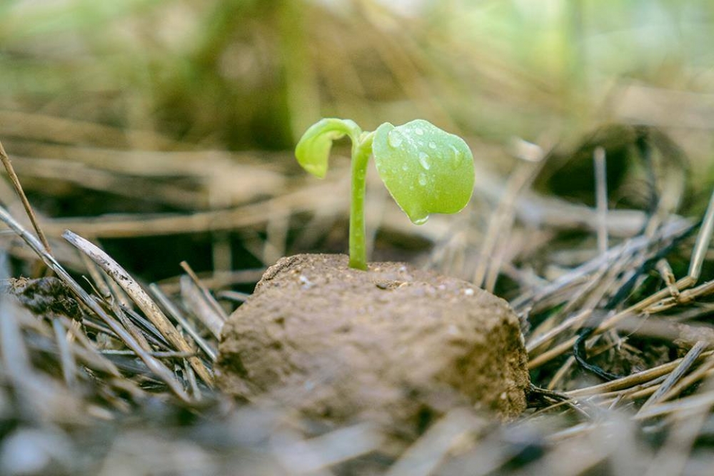 Εργαστήρι φυσικής καλλιέργειας με τον Παναγιώτη Μανίκη