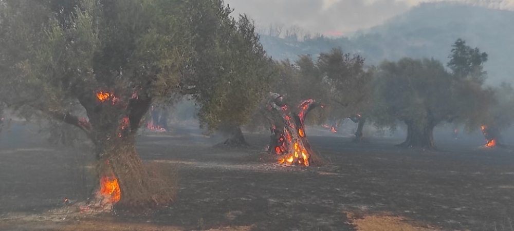 Προκαταβολή 6,9 εκατ. ευρώ για πυρόπληκτες καλλιέργειες στη Λακωνία