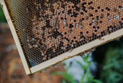 Παγκόσμιο ορόσημο: Οι μέλισσες το πρώτο έντομο στην ιστορία με νομικά δικαιώματα