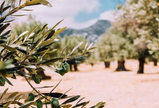 Παρουσιάζονται στη Νεάπολη τα αποτελέσματα του ευρωπαϊκού έργου OliveOilMedNet