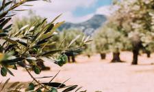 &Pi;&alpha;&rho;&omicron;&upsilon;&sigma;&iota;ά&zeta;&omicron;&nu;&tau;&alpha;&iota; &sigma;&tau;&eta; &Nu;&epsilon;ά&pi;&omicron;&lambda;&eta; &tau;&alpha; &alpha;&pi;&omicron;&tau;&epsilon;&lambda;έ&sigma;&mu;&alpha;&tau;&alpha; &tau;&omicron;&upsilon; &epsilon;&upsilon;&rho;&omega;&pi;&alpha;ϊ&kappa;&omicron;ύ έ&rho;&gamma;&omicron;&upsilon; OliveOilMedNet