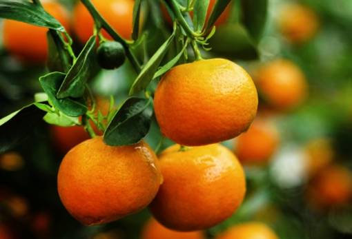 Δεκαπλάσια αύξηση τιμής στα μανταρίνια