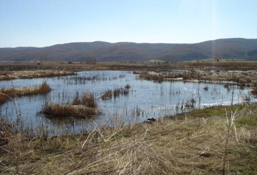 Το πιο φονικό ζώο στον κόσμο ζει δίπλα μας -και μας έχει ήδη τσιμπήσει
