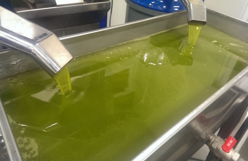 «Παίζει» γύρω από τα 5 ευρώ η τιμή ελαιολάδου στη Λακωνία