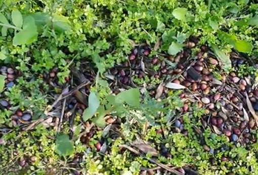 «Τελειωτικό χτύπημα» στην παραγωγή ελαιοκάρπου των Κροκεών