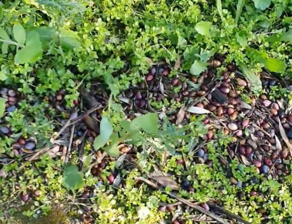 «Τελειωτικό χτύπημα» στην παραγωγή ελαιοκάρπου των Κροκεών