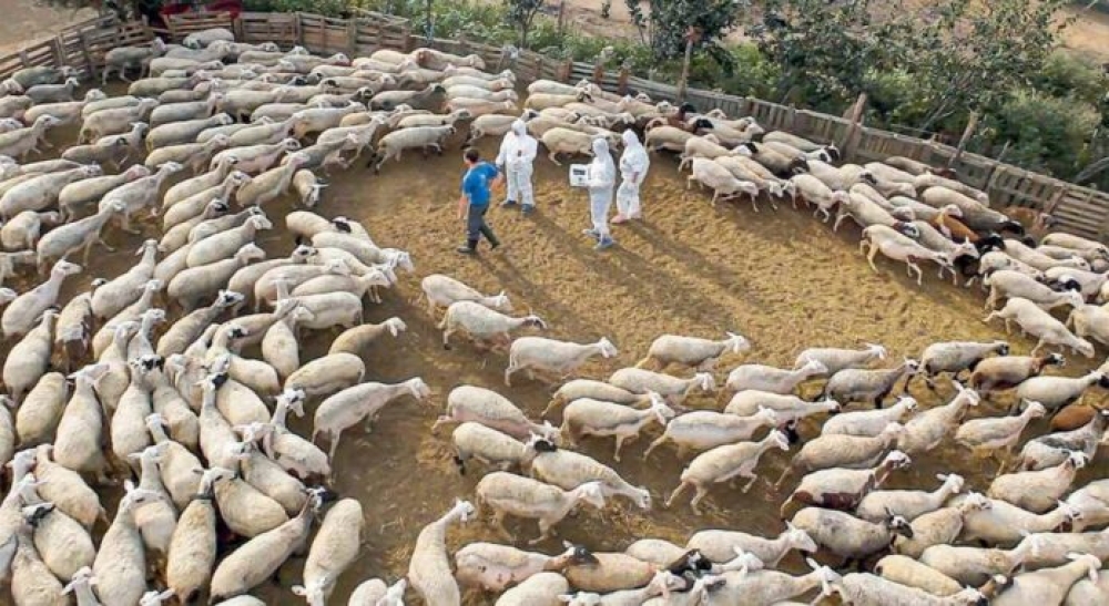 Ανησυχία για τις επιπτώσεις της ευλογιάς και τα νέα μέτρα