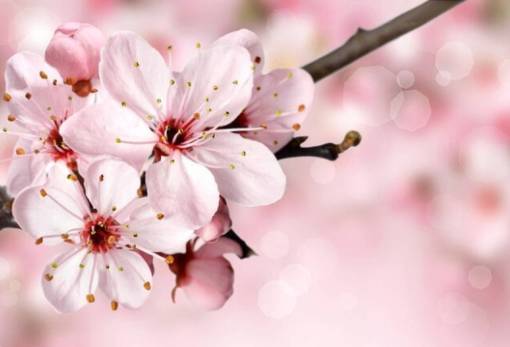 Φιλανθρωπική μουσικοχορευτική εκδήλωση από τις «Σπαρτιάτισσες»