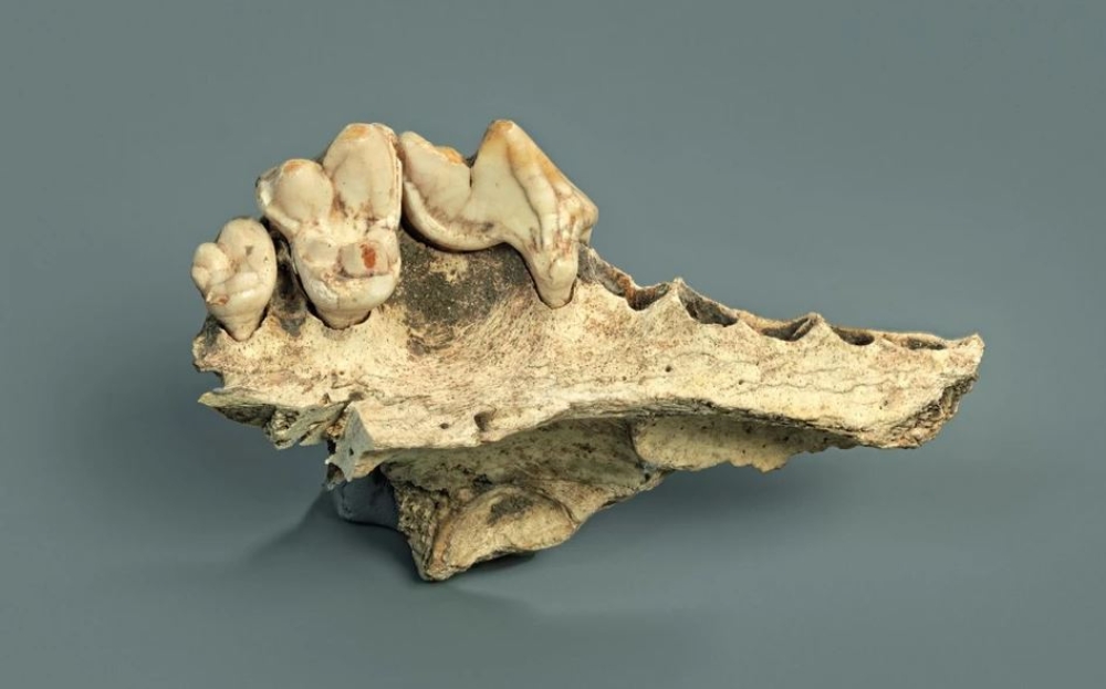 &Omicron;&iota; &sigma;&kappa;ύ&lambda;&omicron;&iota; &zeta;&omicron;&upsilon;&nu; &mu;&alpha;&zeta;ί &mu;&epsilon; &tau;&omicron;&upsilon;&sigmaf; &alpha;&nu;&theta;&rho;ώ&pi;&omicron;&upsilon;&sigmaf; &epsilon;&delta;ώ &kappa;&alpha;&iota; &tau;&omicron;&upsilon;&lambda;ά&chi;&iota;&sigma;&tau;&omicron;&nu; 14.200 &chi;&rho;ό&nu;&iota;&alpha;