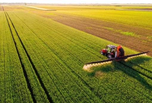 Κανονική παραγωγή και μεγάλα μεγέθη στις μαύρες ελιές