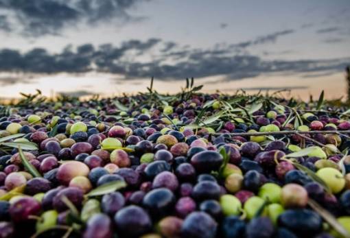 Επιτραπέζια ελιά: Ψηλά έως 1.80 ευρώ η Καλαμών, ίσως κάτω από 400.000 τόνους η παραγωγή